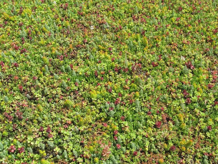 Extensive green roof